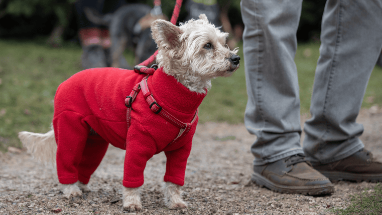 Dog in bright red warm jacket on a lead outside